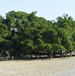 big banyan tree of yangshuo
