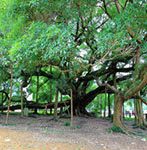 big banyan tree yangshuo