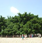 biy banyan tree in yangshuo