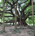 guilin big banyan tree