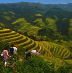 longji rice terraces hiking