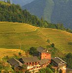 longji rice terraces in autumn