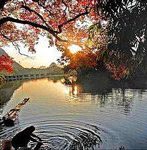 Peach Blossom River