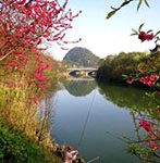 Peach blossom river in Spring