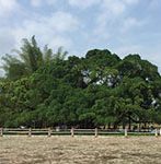 yangshuo big banyan tree
